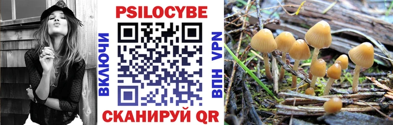 как найти   Ясногорск  Псилоцибиновые грибы Psilocybe 